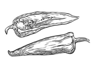 Fototapeta premium Chili pepper illustration. Vegetables hand drawn set in engraved style, line art Vector. 