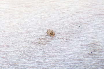 tick on the white dog's fur. subject is blurred.