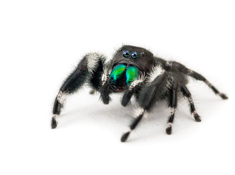 Close up of a North American common jumping spider, isolated on white