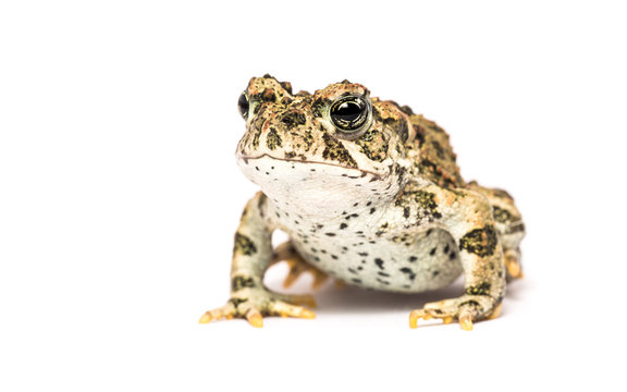Studio close-up portrait of adult California toad, isolated on white