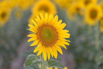 Obraz premium Sunflower in full bloom with its yellow petals at sunset. Sunflower flower for pipes.