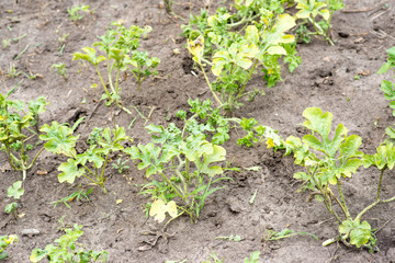 watermelon flower, watermelon cultivation in the garden