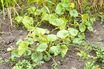 melon flower, melon cultivation in the garden.