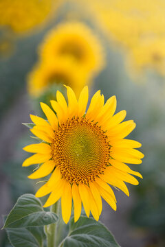 Sunflower in full bloom with its yellow petals at sunset. Sunflower flower for pipes.