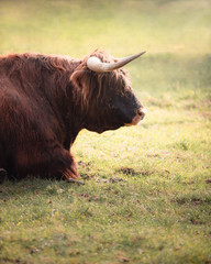 Buffalo 