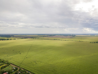 Aerial drone view. Ukrainian green corn field on a summer day.