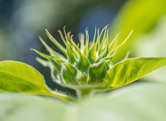 sunflower close up - Image