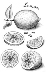 Black and white drawing of lemon with leaves, slice of lemon, half. Ink sketch. Illustration