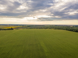 Aerial drone view. Ukrainian green corn field on a summer day.