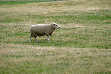Fototapeta premium Sheep farm New Zealand and mountain background.