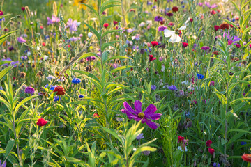 Bunte Blumenwiese im Elsass in Rhinau