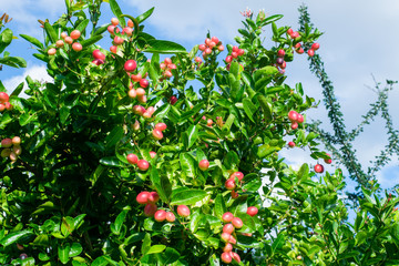 Obraz premium Mango tree yawn with lemon.