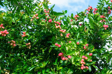 Mango tree yawn with lemon.
