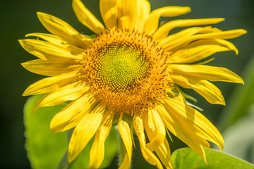 Fototapeta premium sunflower close up - Image
