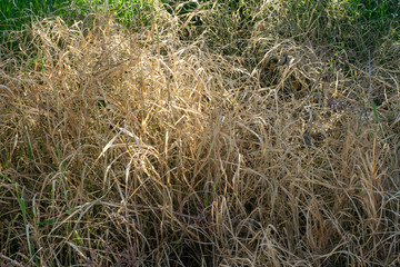 Dead grass on cassava plantations