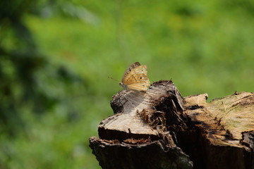 butterfly on tree branch