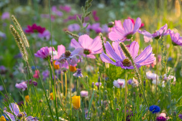 Bunte Blumenwiese im Elsass in Rhinau