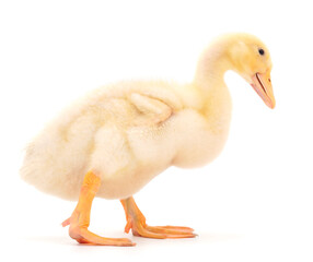 Young cute duckling.