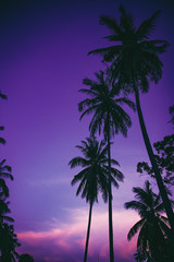 purple sunset on the palm trees background 
