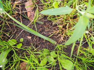 photo of land with grass close up