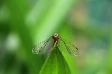 dragonfly on a green leaf