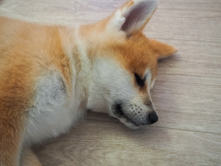 photo sleeping red dog breed Akita-inu