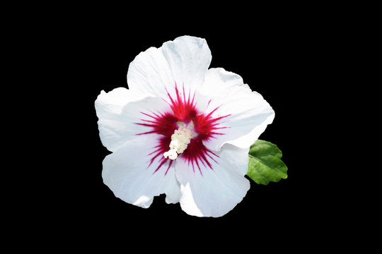 Hibiscus syriacus 'Manuela' - beautiful white flower with burgundy eye, isolated on black background