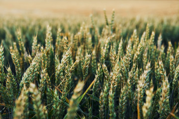 Close up view of growing wheat on the agricultural field at sunny daytime. Beautiful landscape and...