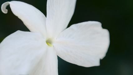 Fototapeta na wymiar Beautiful Jasmine plant in bloom.