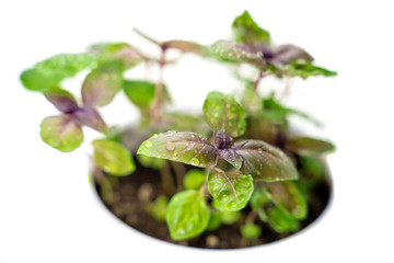 Basil leaves with droplets of water. Isolated on white background.