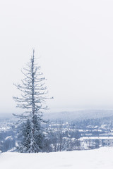 Fototapeta na wymiar Lonely shabby fir tree on a snow-covered peak on the edge of a cliff, Karelia, Russia