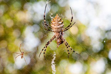 Agriopa Wasp Spider