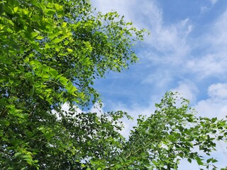 Dalbergia sissoo tree in blue sky background. This tree, known commonly as North Indian rosewood, is a fast-growing, hardy deciduous rosewood tree native to the Indian Subcontinent and Southern Iran.