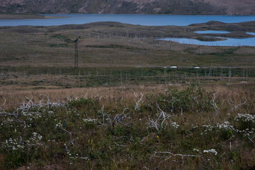 dead trees