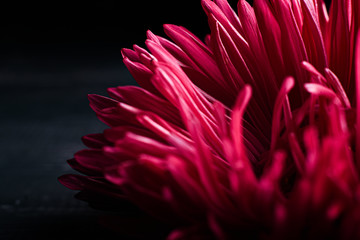 single pink aster isolated on black background