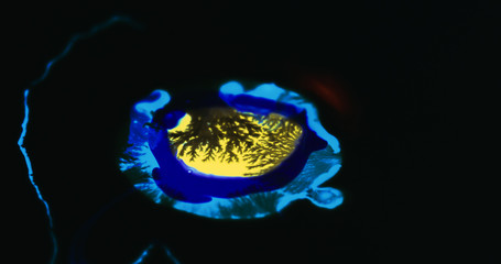Macro Paint with Neon Color Palette. Oil Mixed with Bright Yellow and Blue Dye and Paint.
