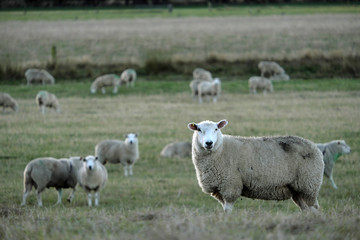 Sheep farm New Zealand  and mountain background.
