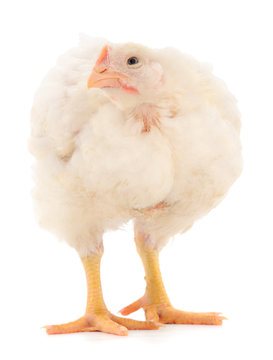 Chicken or young broiler chickens.