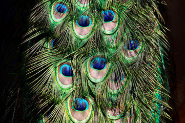 Feathers on the tail of a peacock bird.