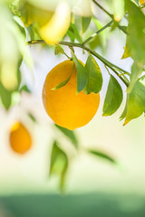 ripe meyer lemons hanging from a tree with bright green leaves. Shallow depth of field with soft, warm light.