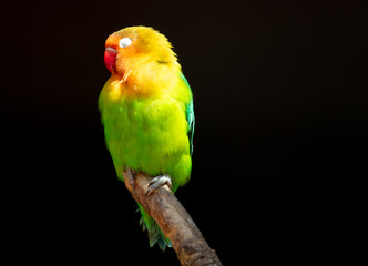 Lovebird parrot in the park on nature.