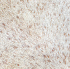 Horse wool as an abstract background.