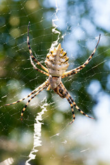 Agriopa Wasp Spider