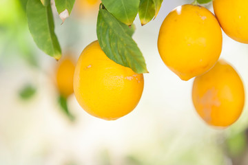 ripe meyer lemons hanging from a tree with bright green leaves. Shallow depth of field with soft,...