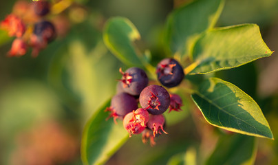 Amelanchier berries in a vegetable garden at sunset.