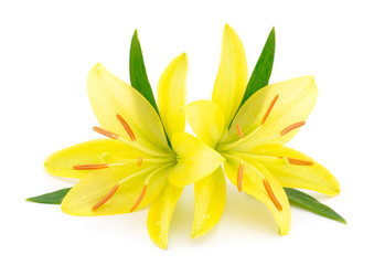 Two yellow lily.