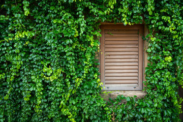 Fototapeta na wymiar A classic wooden window and greenery tree leafs on the building wall. Exterior gardening decoration object photo. 
