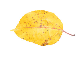 Naklejka premium Autumn leaf isolated on white background.