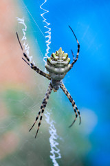 Agriopa Wasp Spider