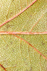 Fototapeta na wymiar Autumn leaf as an abstract background